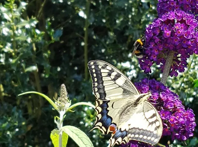 Kamersven Bed & Breakfast Maarheeze